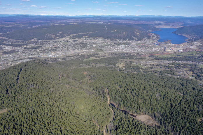 Letter to BC Government asks them to be “Champions of Forestry”