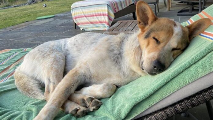 A dog sleeping comfortably on a lounger